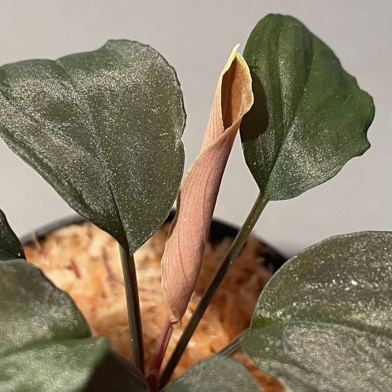 Homalomena sp. from Bau Sarawak | M・R・G・R
