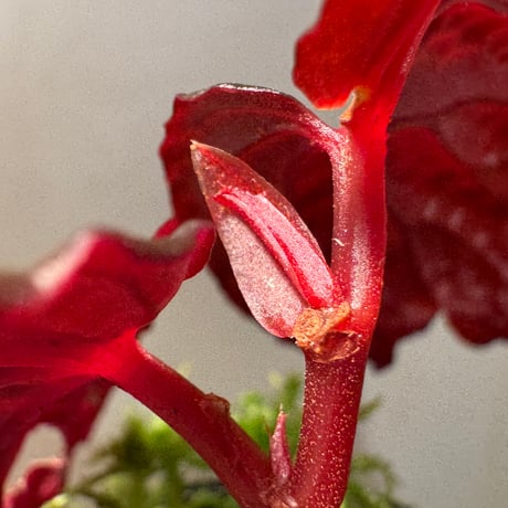 Begonia sp. from North Sumatera