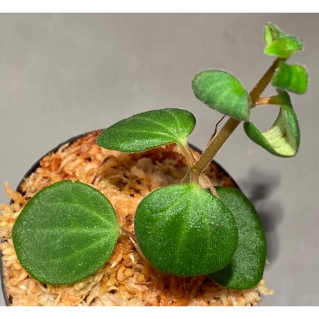 Peperomia sp. from Mt. Grupoka 1800m, East Highland, PNG