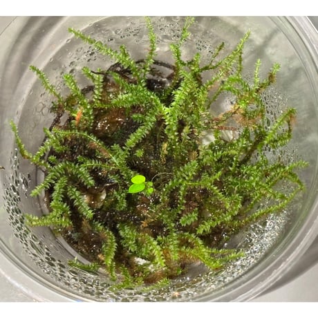 Taxiphyllum sp. from Lake Matano Sulawesi
