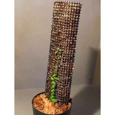 Marcgravia sp. from Colombia [LA0316-03]