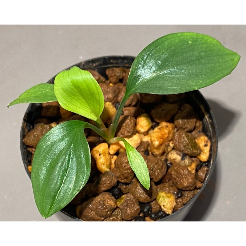 Homalomena sp. Aceh Silver from Aceh sumatera [