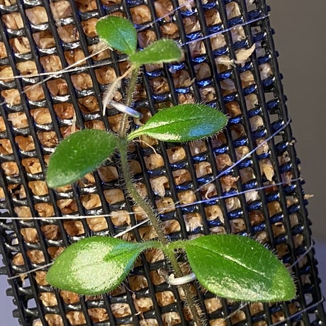 Aeschynanthus sp. from South Sulawesi [STRINGE PLANTS]