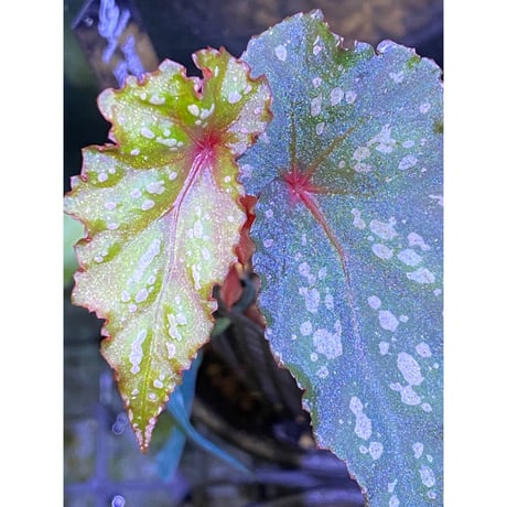 Begonia cf. laruei from Danau Toba [HW0517-02]