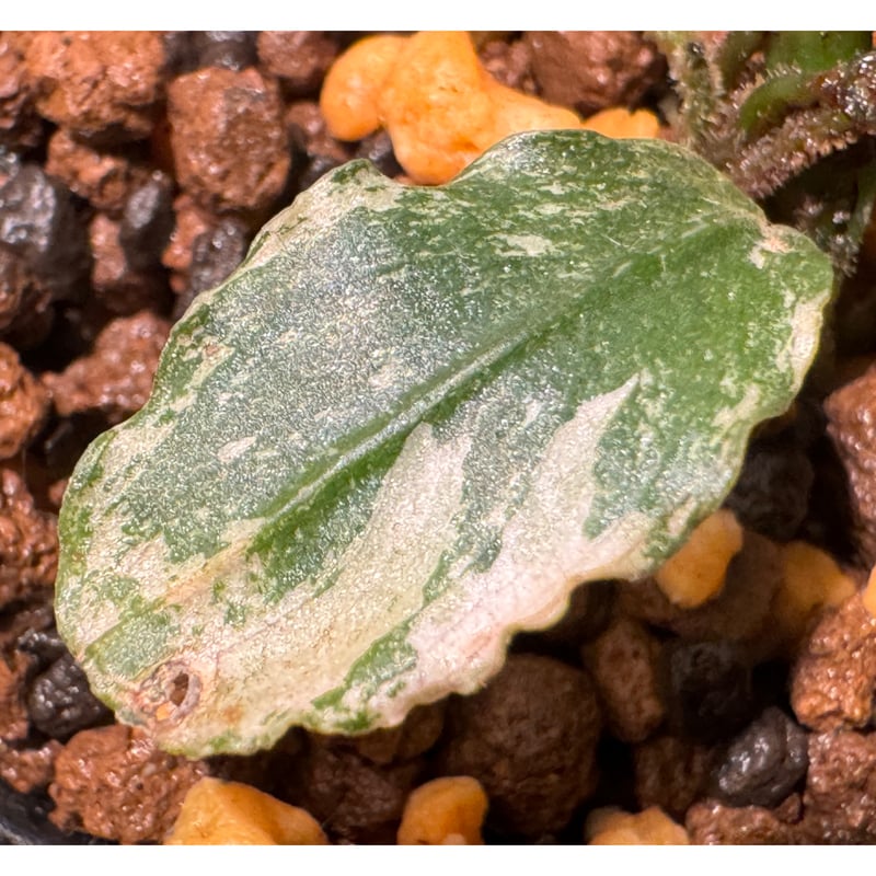 Bucephalandra sp. Bucephalandra sp.