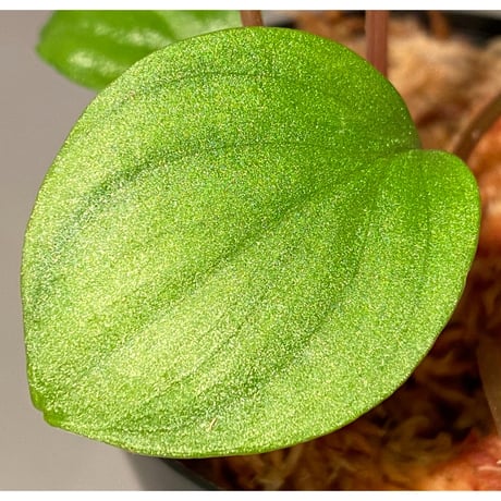 Homalomena sp. 赤A from Sepuluh Koto [TK061117-wf1] KZT