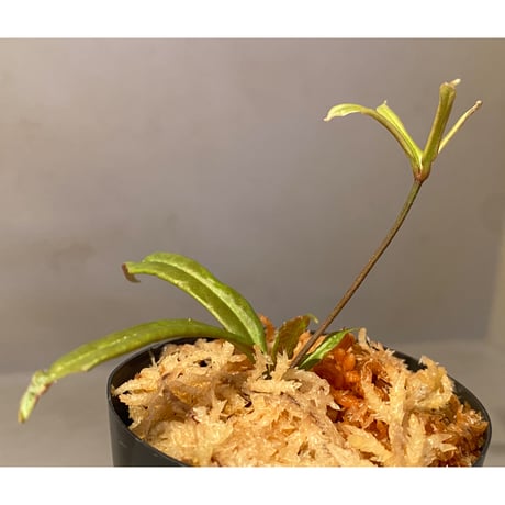 Medinilla sp. from Bukidnon 1.300m Mindanao Philippines