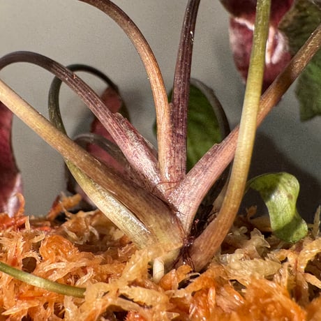 Cryptocoryne nurii "Lga-9" Pulau Lingga [HW0622-14]