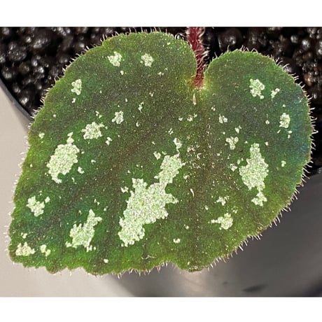 Begonia sp. from Cao Bang [YH050519] TK