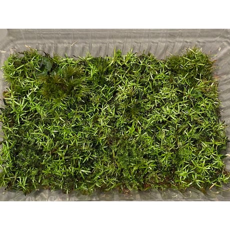 Moss from Ipoh State Malaysia