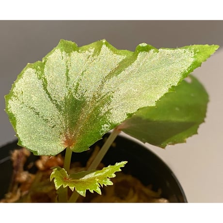 Begonia cf. laruei from Aceh sumatera [LA0216-02]