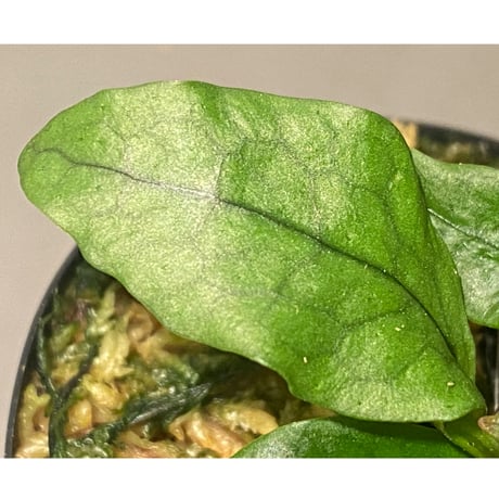 Microsorum sp. "Timika" Papua [TB]