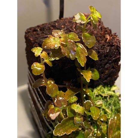 Pilea imparifolia from Iquitos Peru [tanakay]