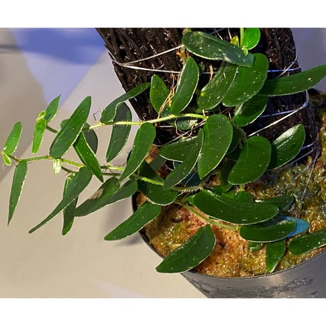 Ficus sp. from Mt. Besar
