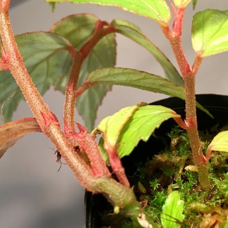 Begonia sp. from Sumatera Utara