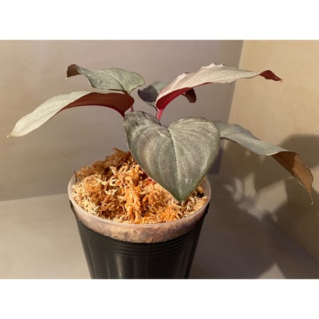(大株) Homalomena sp. "STRONG ZERO" from P.Lingga[AZ0917-1]
