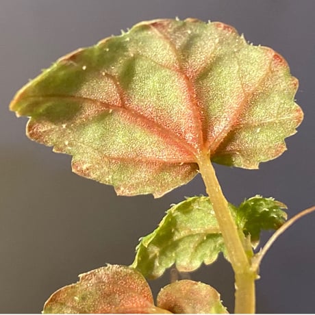 Begonia tenuifolia from Sukasada Bali [S0320-02] 伊藤蟻植物農園