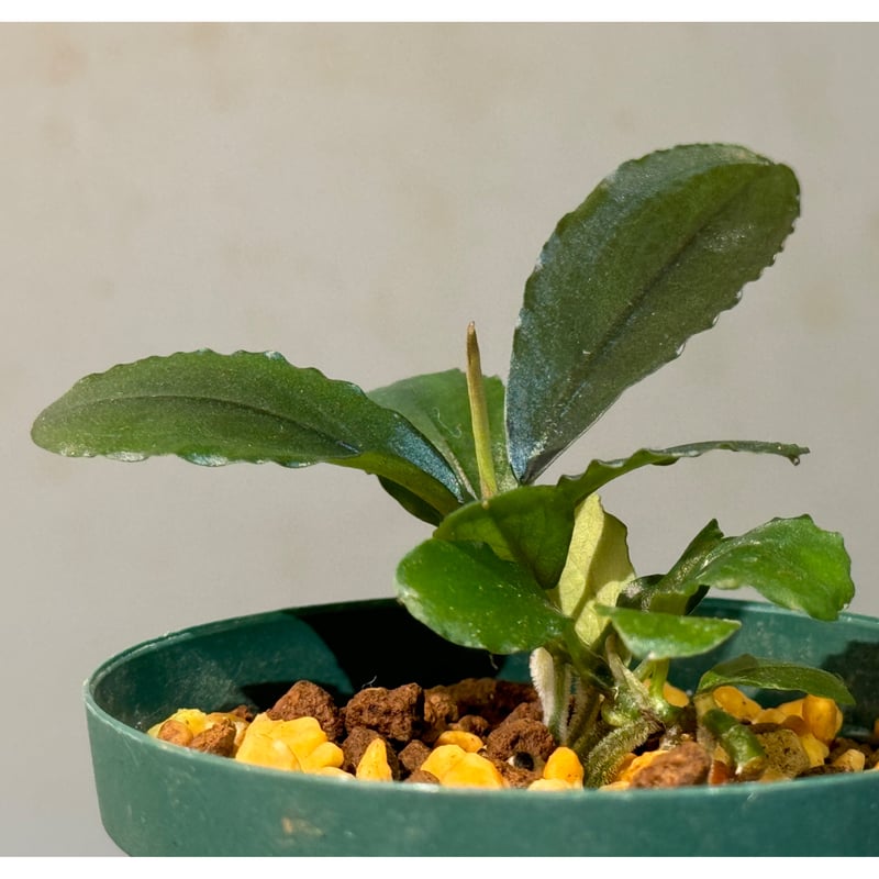 Bucephalandra sp. 