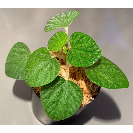Peperomia sp. from Iquitos Peru [tanakay]