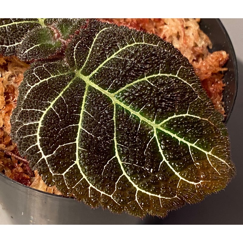 Pearcea hypocyrtiflora from Rio Napo Ecuador [t