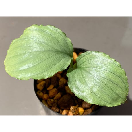 Homalomena sp. "Green" from Bogor