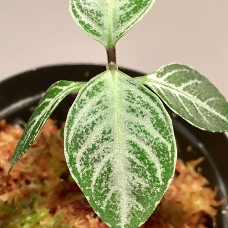 Acanthaceae gen. from Selangor alt 400 [TK050315]