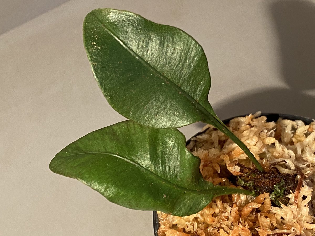Elaphoglossum sp. from Iquitos Peru [tanakay] |