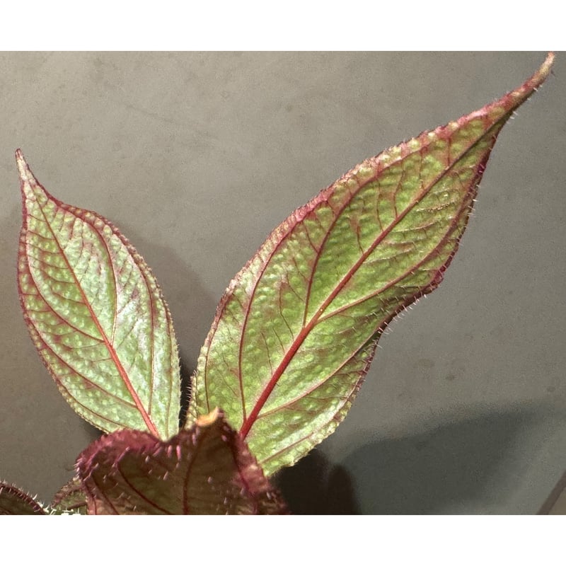 Sonerila sp. mamei | M・R・G・R