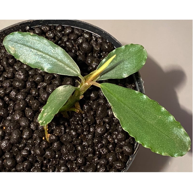 BUCEPHALANDRA for ポンコツ商店 一点物 Bucephalandra sp. Elegant Blue 大株 2020.7 No.46