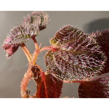 Sonerila sp. from Landak West Kalimantan