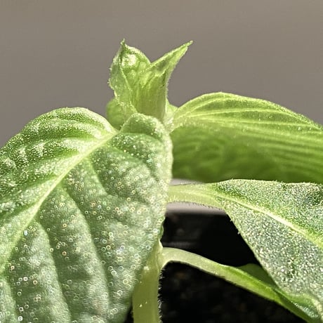 Gesneria sp. from "Kayu lapis" [TB]
