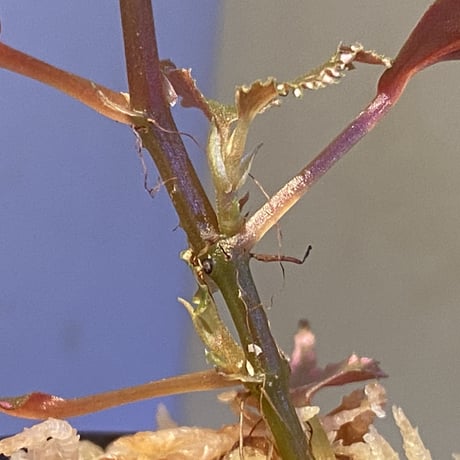 Begonia sp. ぼっち株 from Julau [R1214-01b]