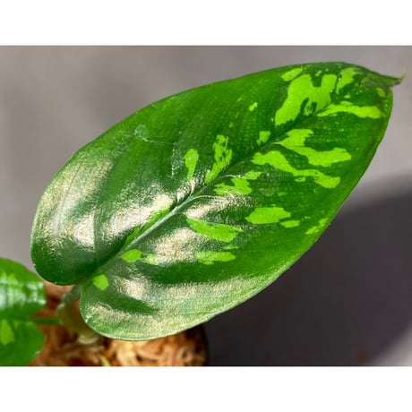 Schismatoglottis sp. from Kapuas hulu
