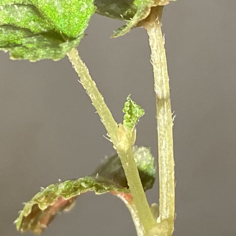 Begonia tenuifolia from Sukasada Bali [S0320-02] 伊藤蟻植物農園