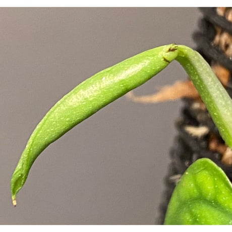 Philodendron sp. from Venezuela [tanakay]
