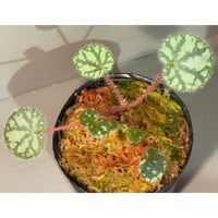 Begonia austroguangxiensis