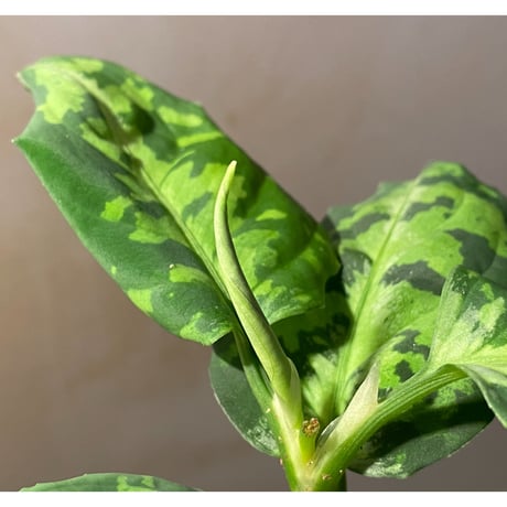 Aglaonema pictum GW1410 from Padang sidempuan [TB]