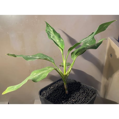 Aglaonema pictum A from Aceh sumatera [LA1115-03 i]