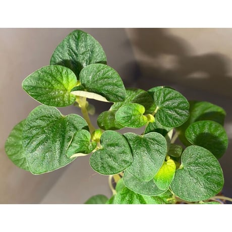 Peperomia sp. from Iquitos Peru [tanakay]