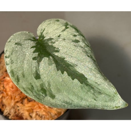 スキンダプサス | STORES