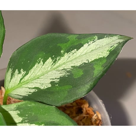 Aglaonema pictum "マルチカラー白玉" D.F.S from Sumatera barat [AZ0912-1]