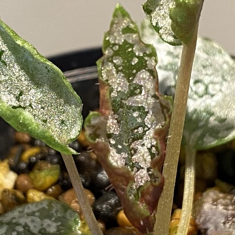 Begonia formosana from Taiwan