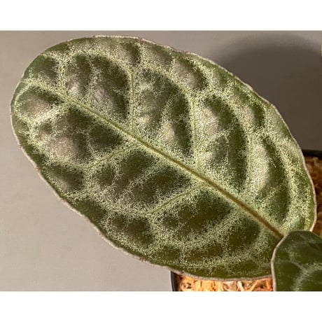 Ardisia sp. "Turtle Back" from Borneo