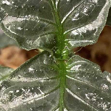 Ophiorriza sp. "鋼" from Aceh Selatan [HW0816-03]