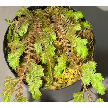 Selaginella sp. from Iquitos Peru [tanakay]