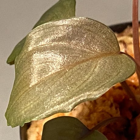 Homalomena sp. "Silver Bullet" from P.Linga [AZ0917-1]