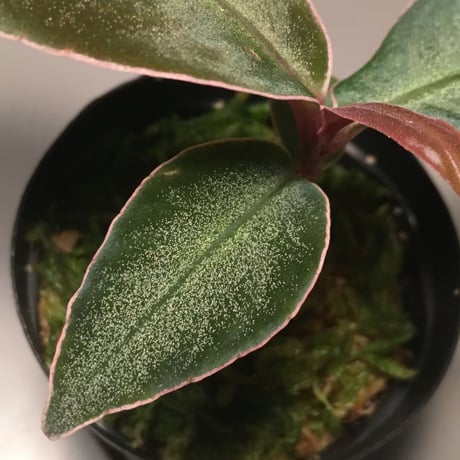 Ardisia malouiana from Sanggau Kalimantan