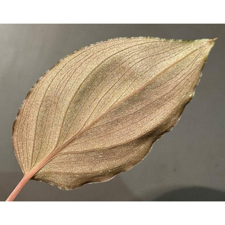 Homalomena sp. from Cameron Highlands [TK140717] ②