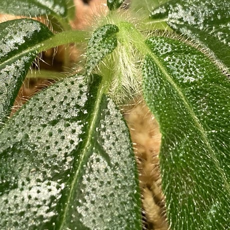 Columnea eburnea