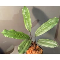 Mapania cuspidata from Bengkayang West Kalimantan